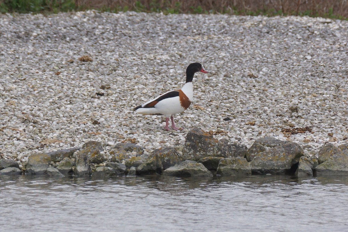 Brandgans - ML640149883