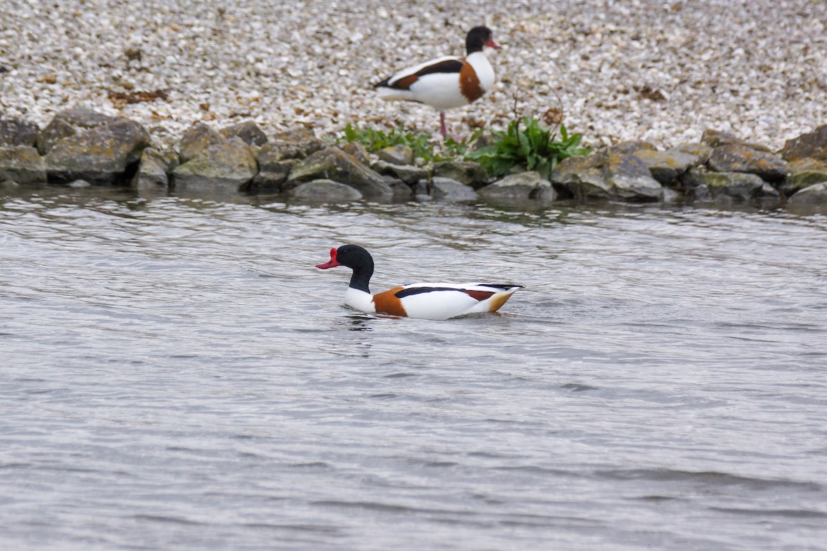 Brandgans - ML640149884