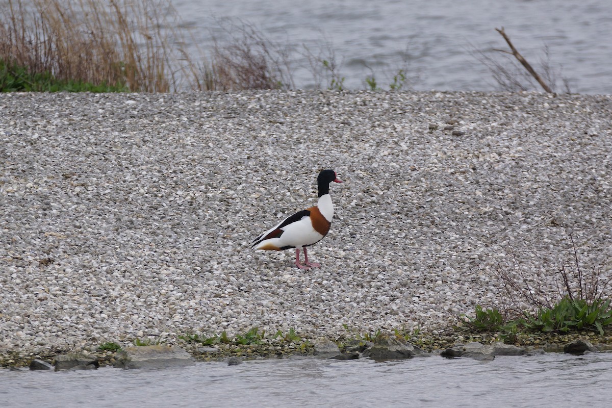 Brandgans - ML640149885