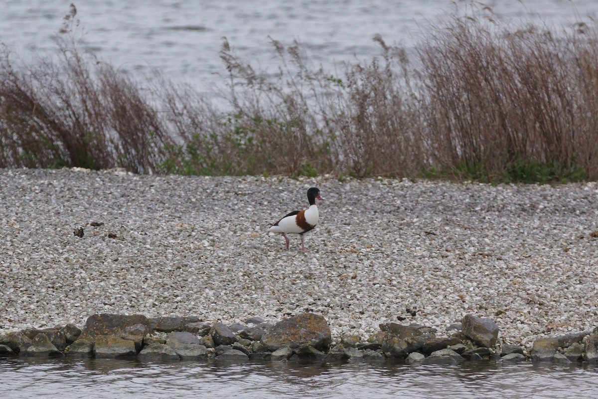 Brandgans - ML640149886