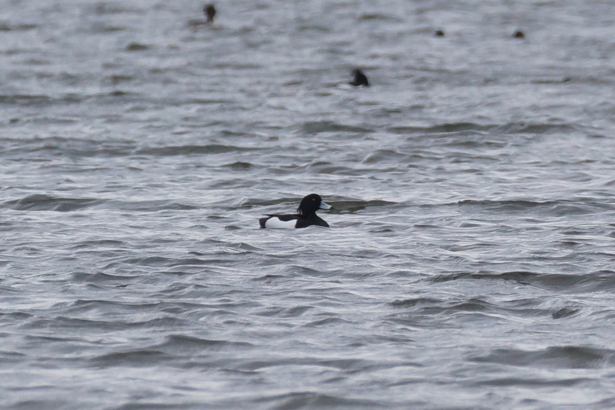 Reiherente - ML640149890