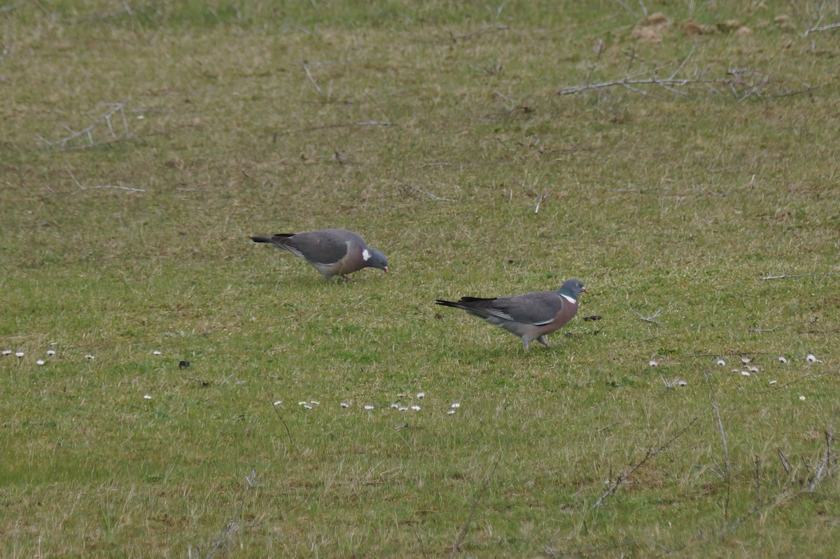 Ringeltaube - ML640149896