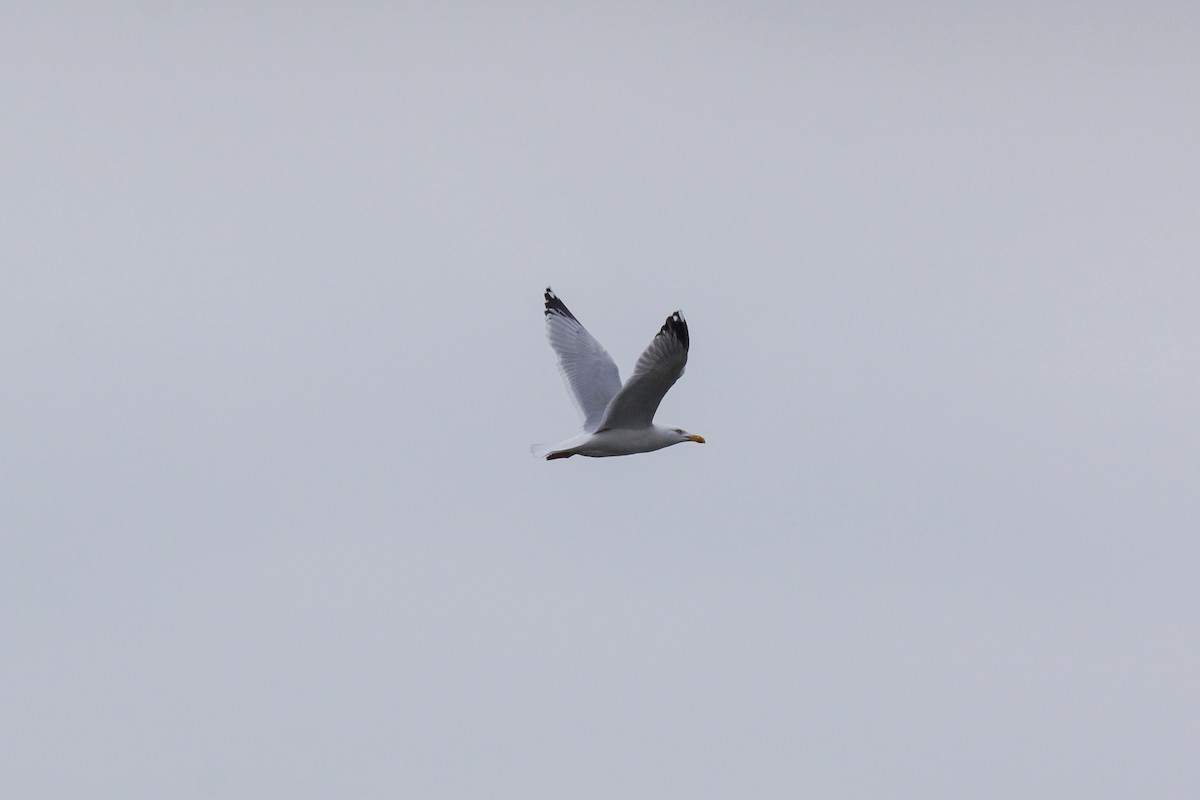 Silbermöwe - ML640149907