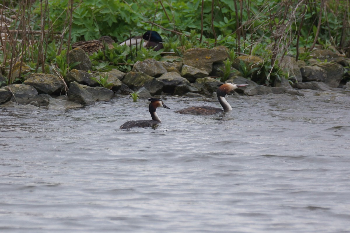 Haubentaucher - ML640149910