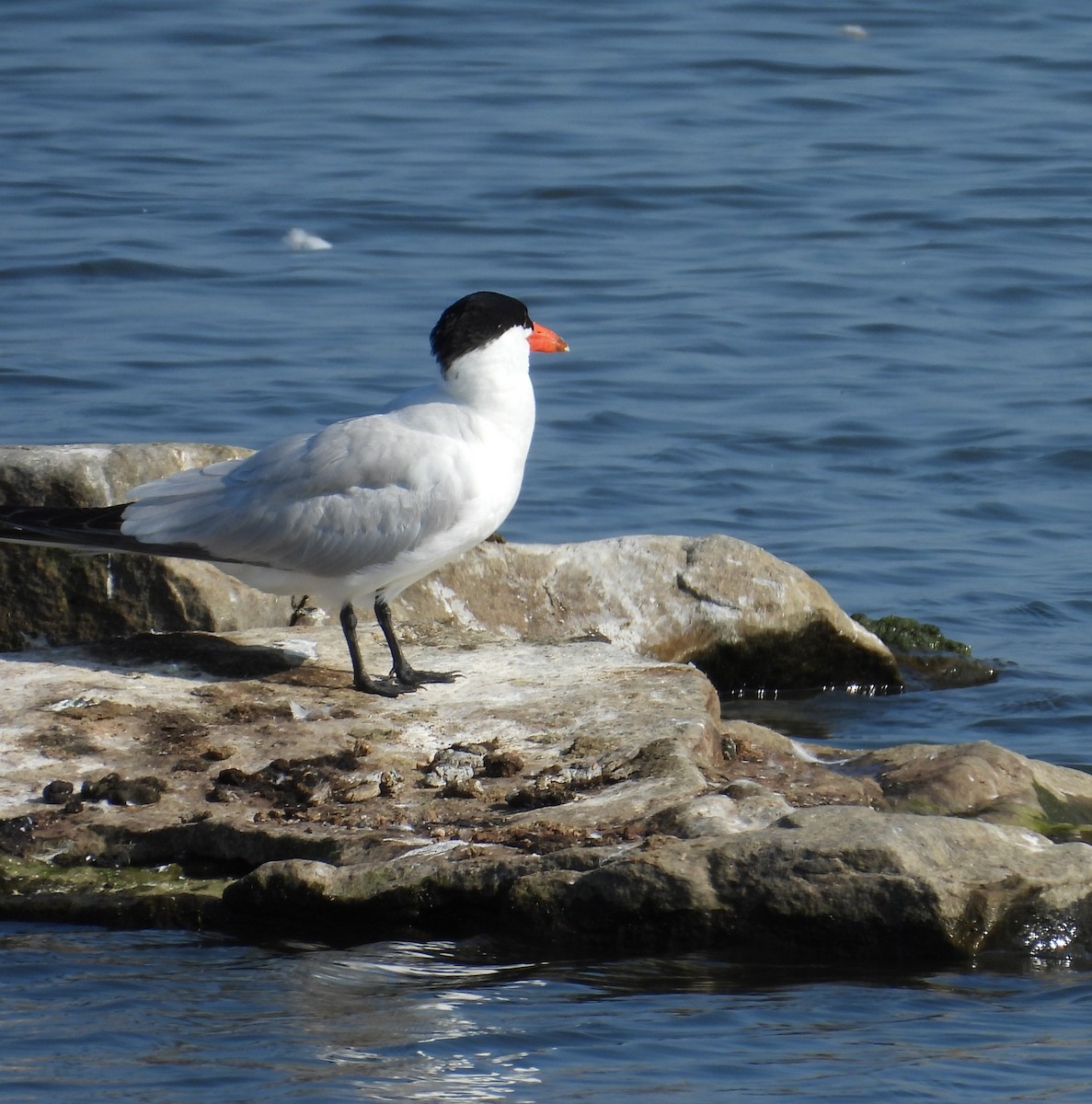 Caspian Tern - ML640149911