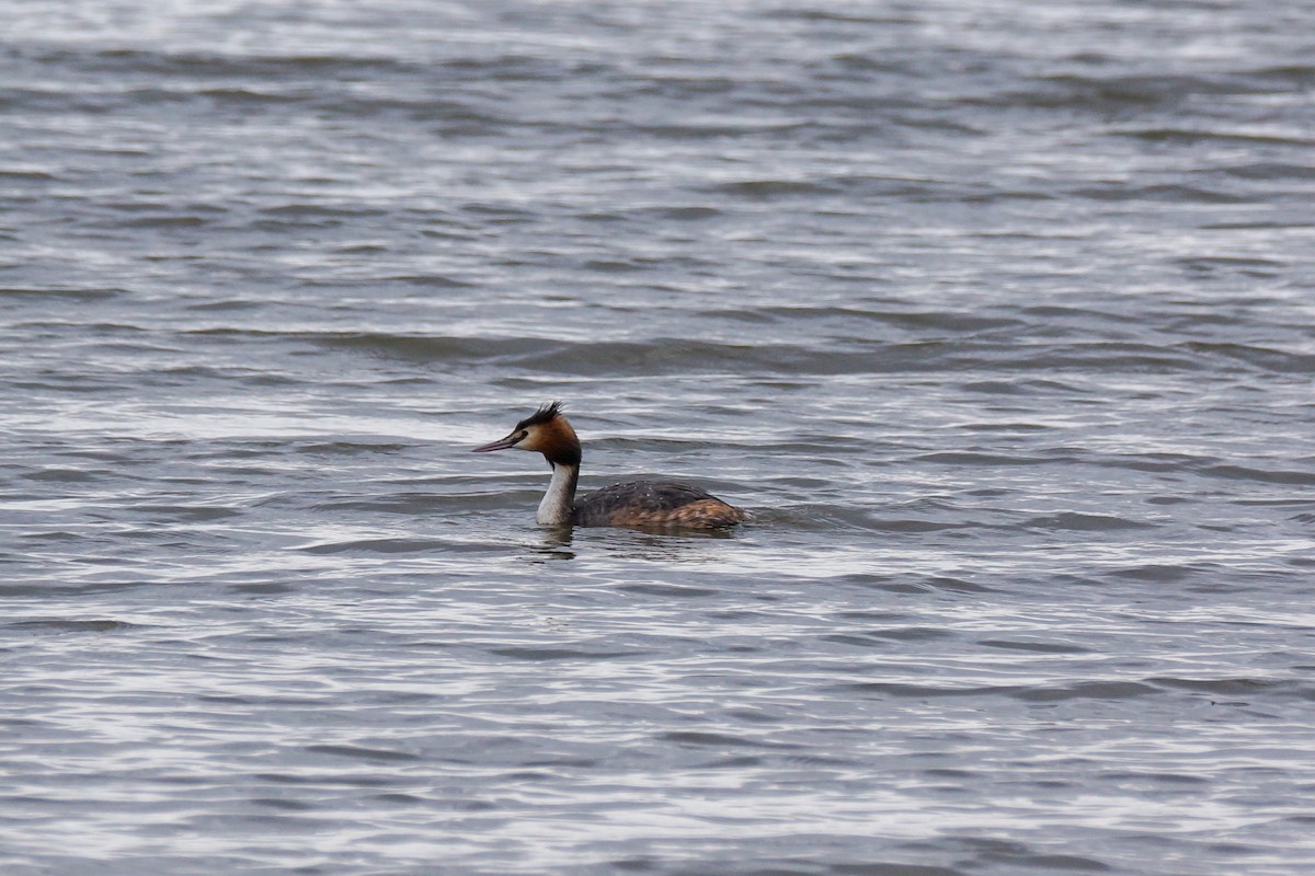 Haubentaucher - ML640149912