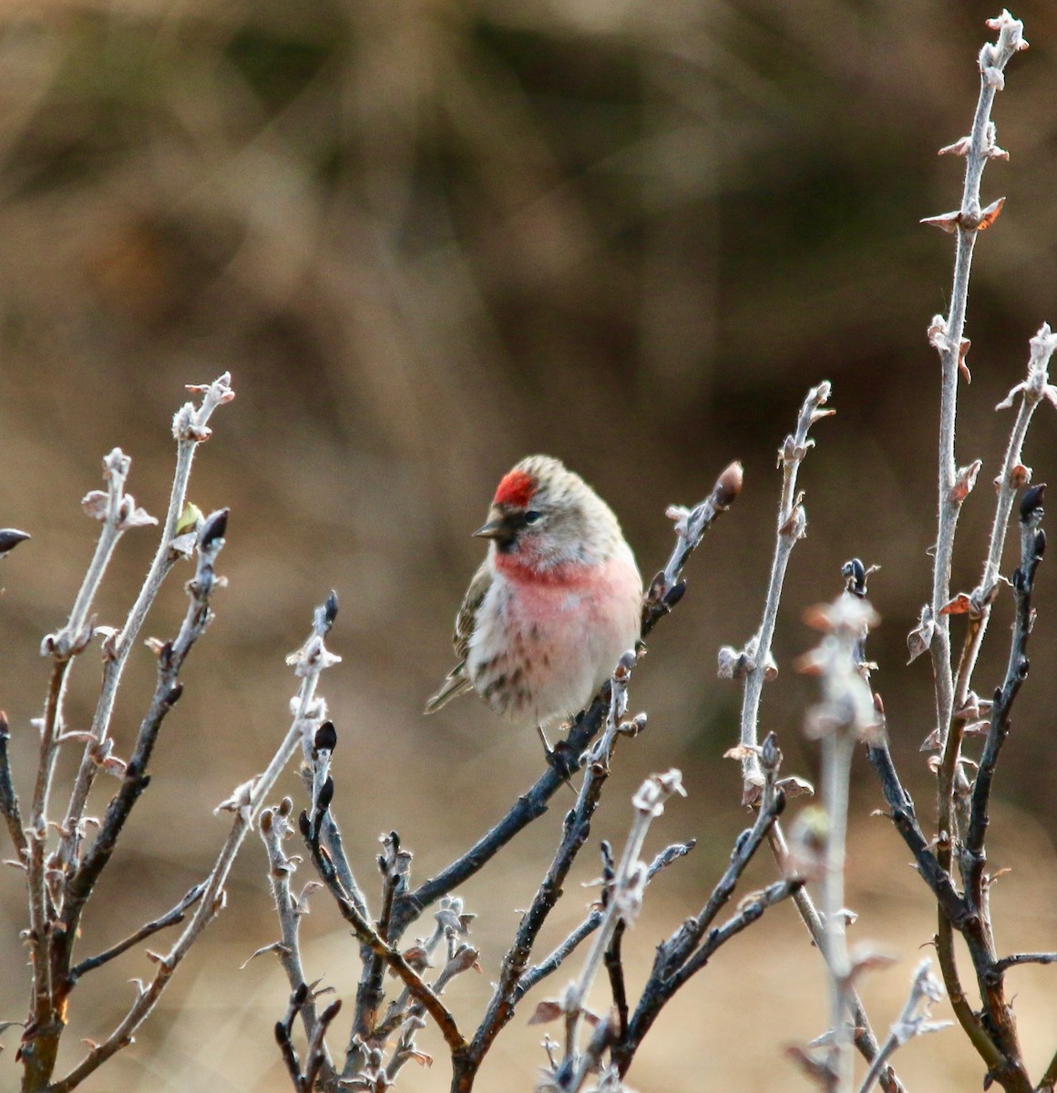 Redpoll (Hoary) - ML640149995