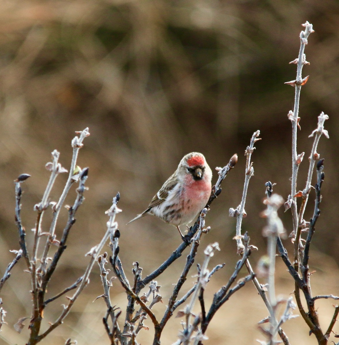 Redpoll (Hoary) - ML640149996