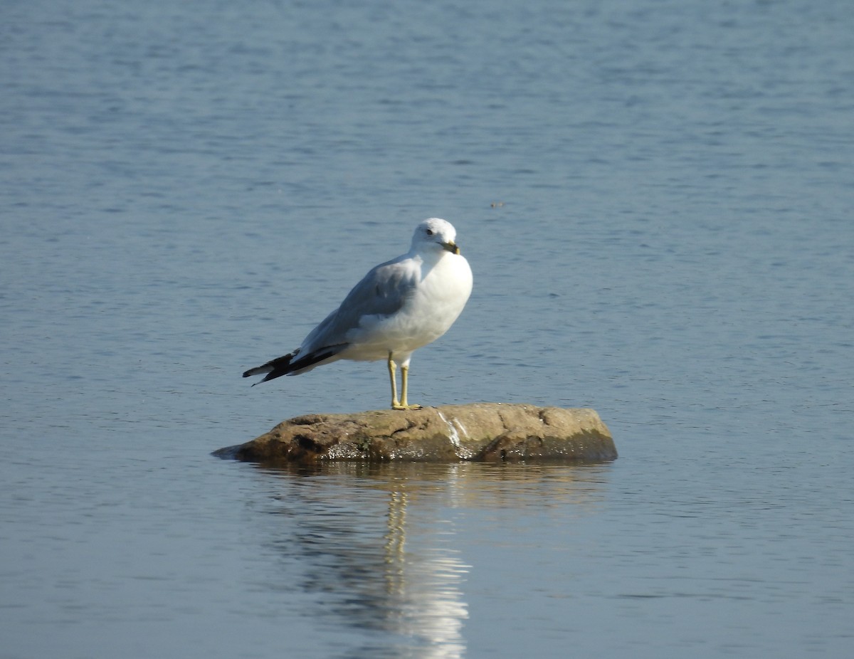 Ring-billed Gull - ML640150005