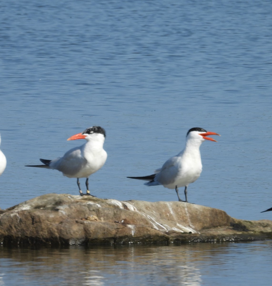 Caspian Tern - ML640150094