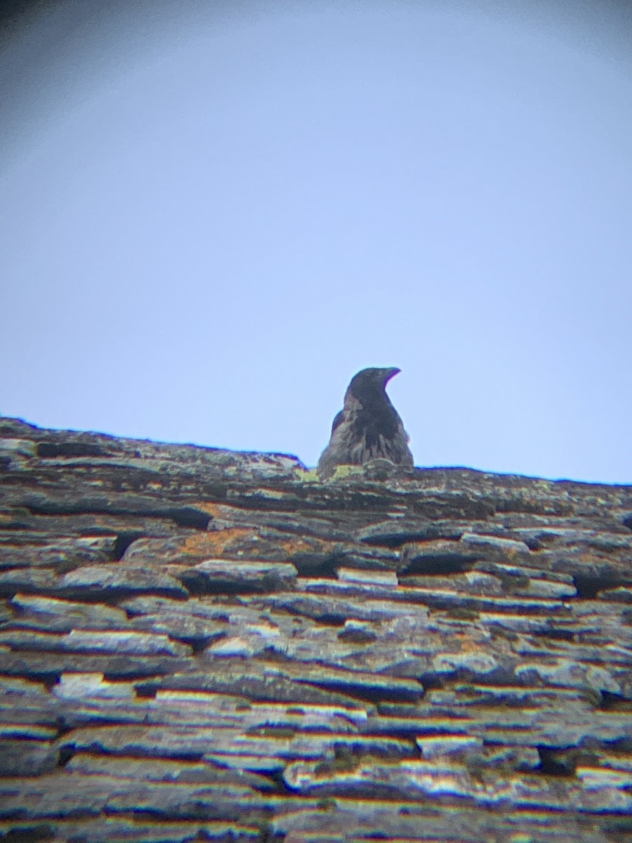 Corneille mantelée - ML640150130