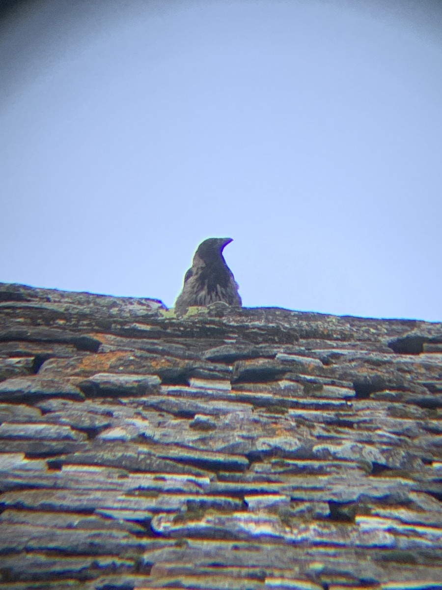 Corneille mantelée - ML640150131