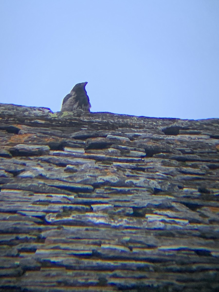 Corneille mantelée - ML640150132