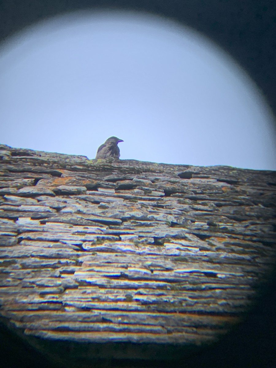 Corneille mantelée - ML640150133