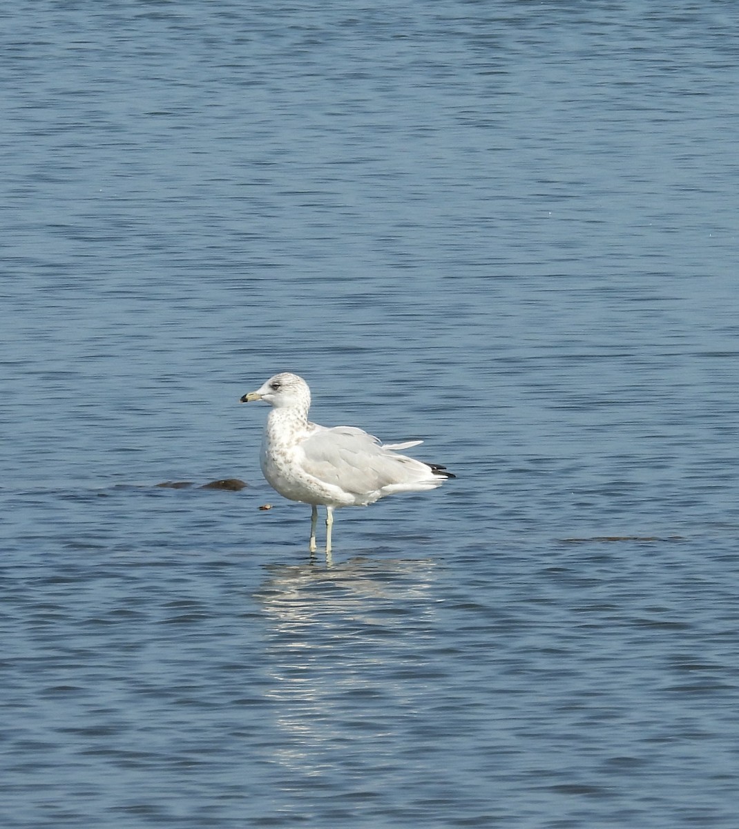 Ring-billed Gull - ML640150203