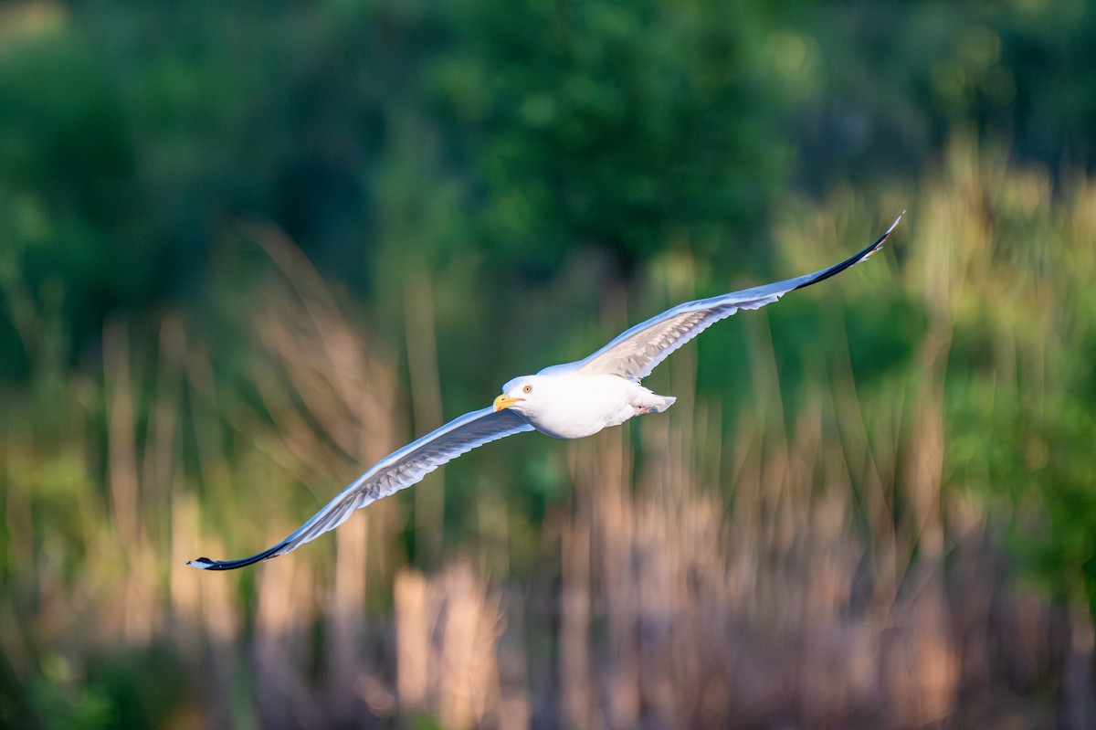 American Herring Gull - ML640150213