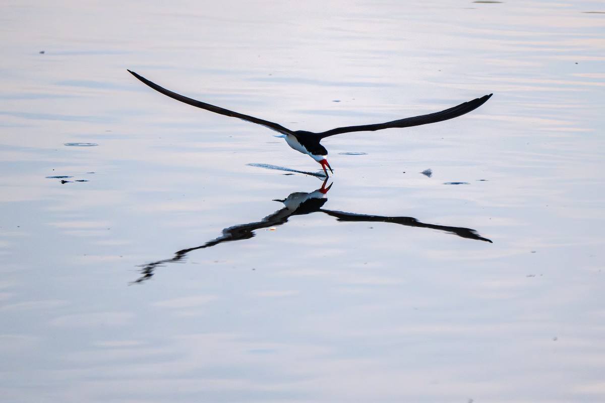 Black Skimmer - ML640150222