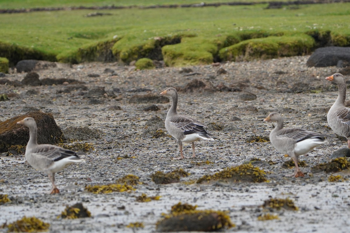 Graylag Goose - ML640150303