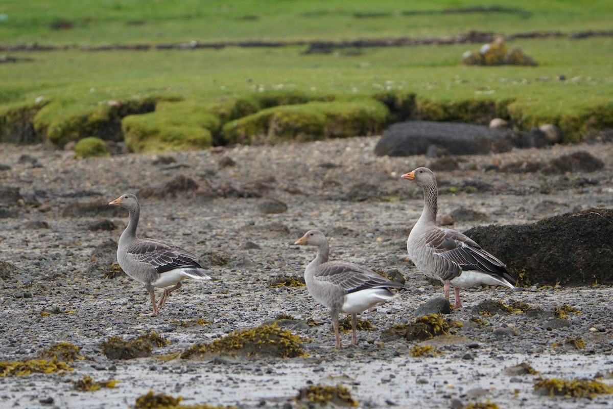 Graylag Goose - ML640150306