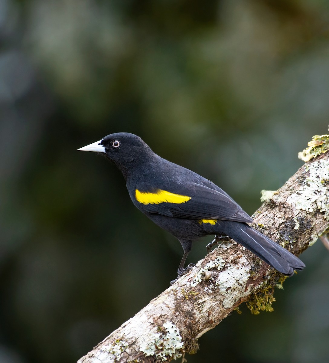 Golden-winged Cacique - ML640150334