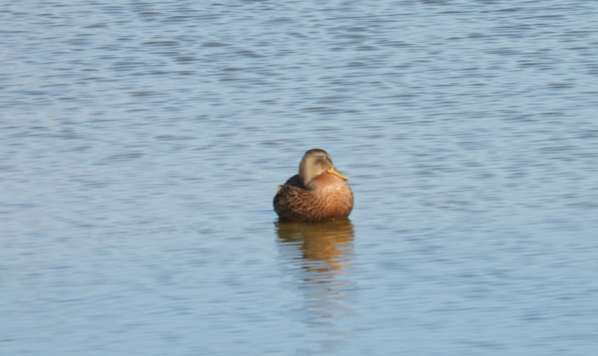 Mallard - ML640150344