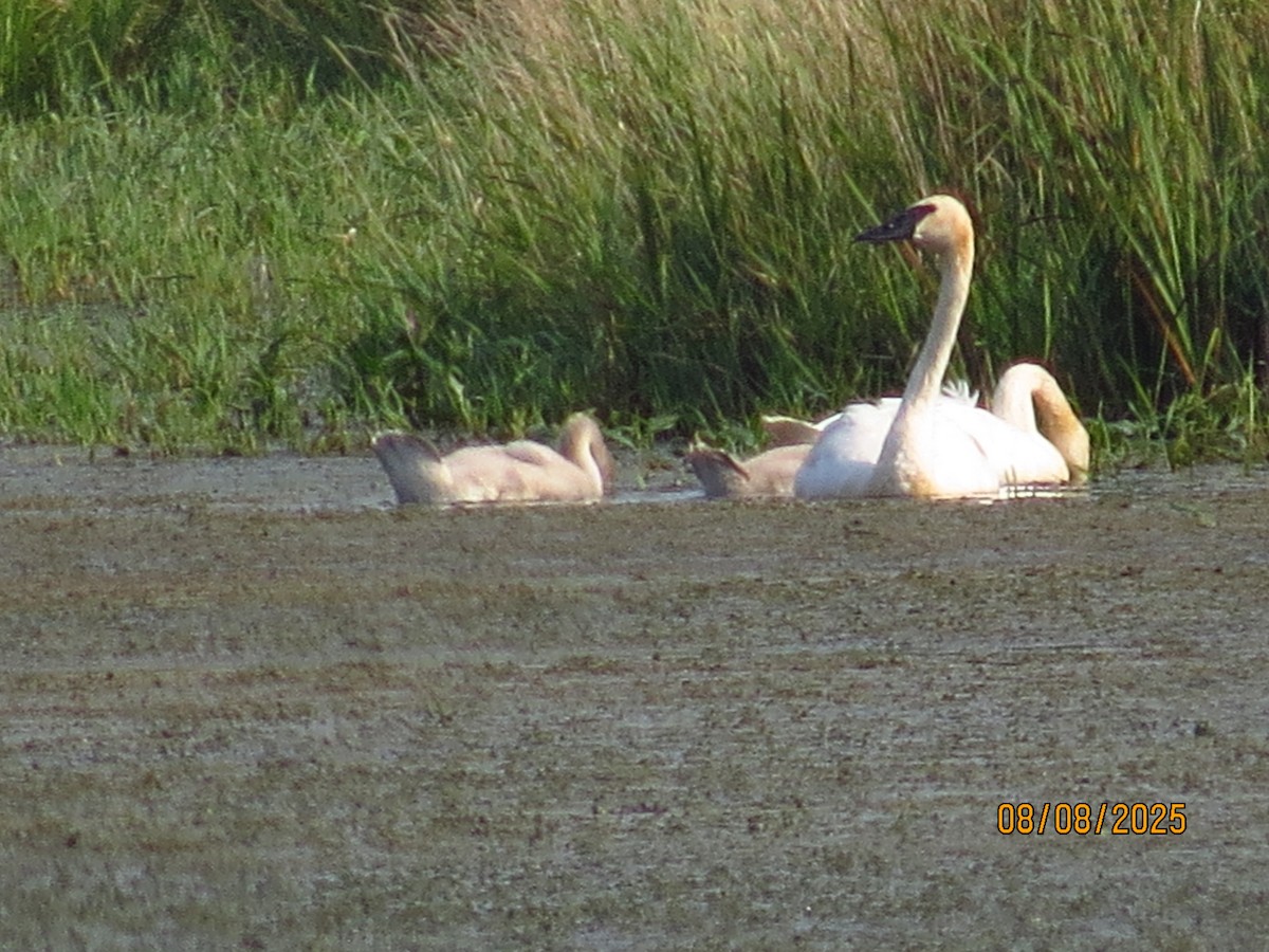 Cygne trompette - ML640150346