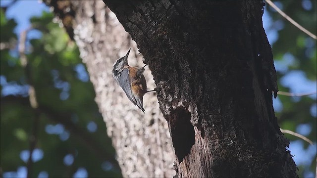 Red-breasted Nuthatch - ML640150350