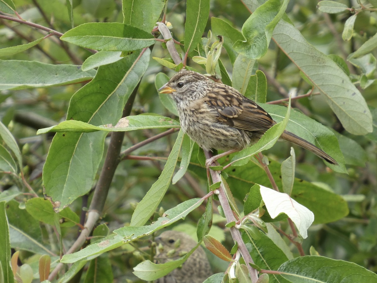 White-crowned Sparrow - ML640150372