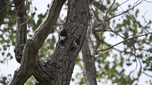 Red-headed Woodpecker - ML640150402