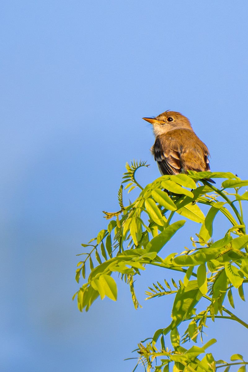 Willow Flycatcher - ML640150423