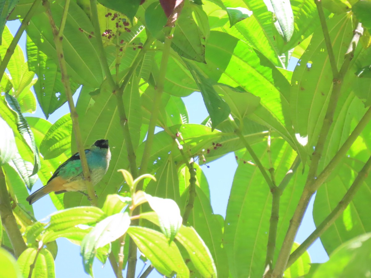 Metallic-green Tanager - ML640150451