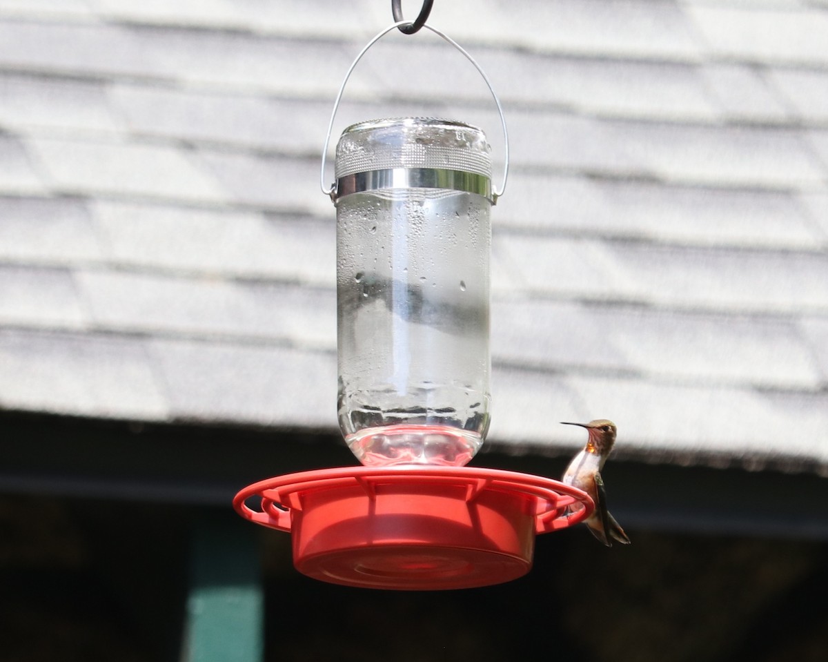 Rufous Hummingbird - ML640150462