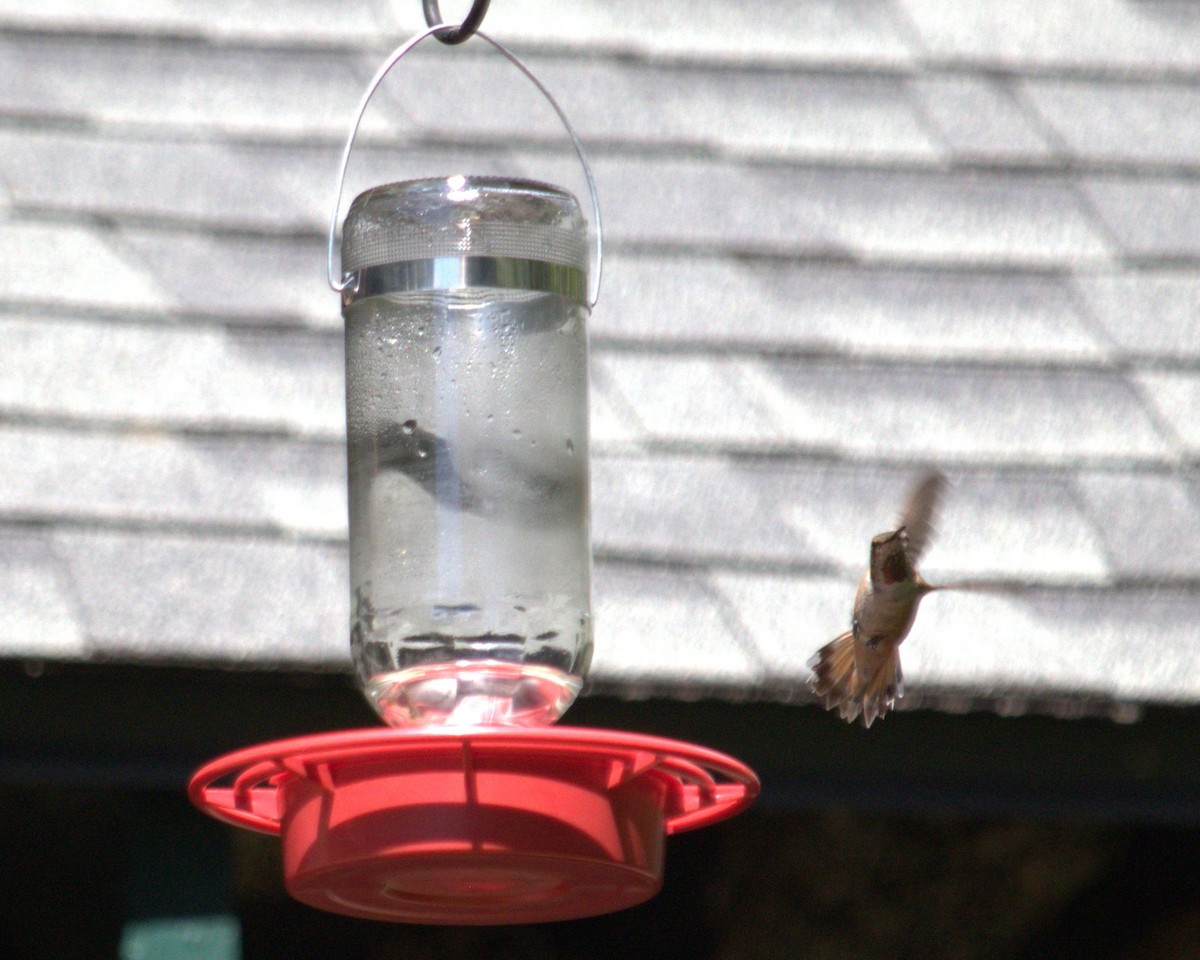 Rufous Hummingbird - ML640150477