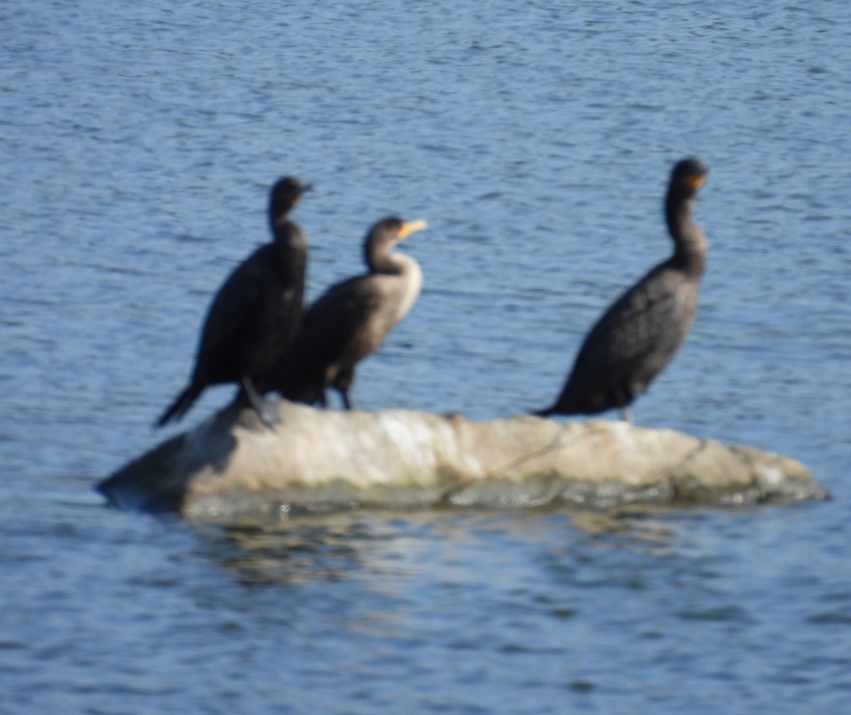 Double-crested Cormorant - ML640150505