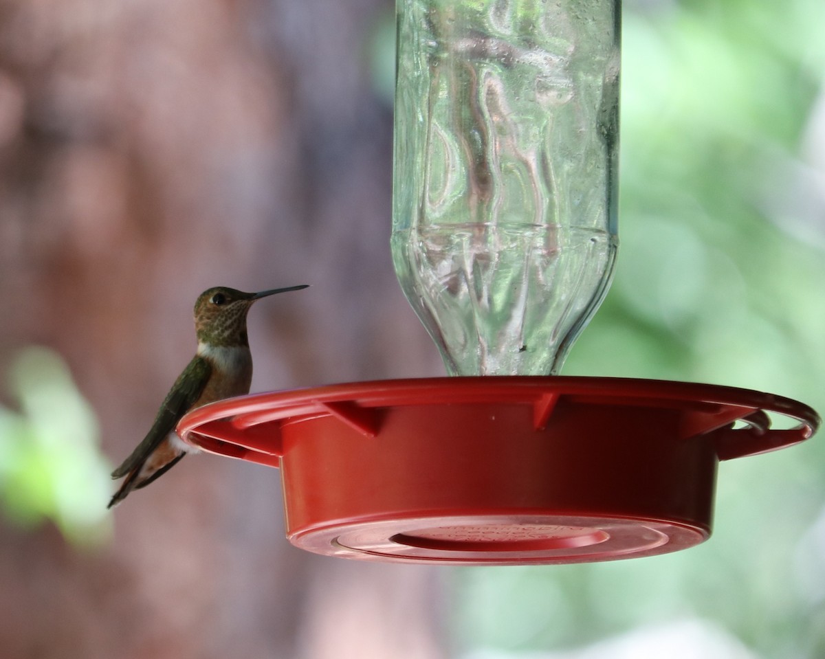 Rufous Hummingbird - ML640150526