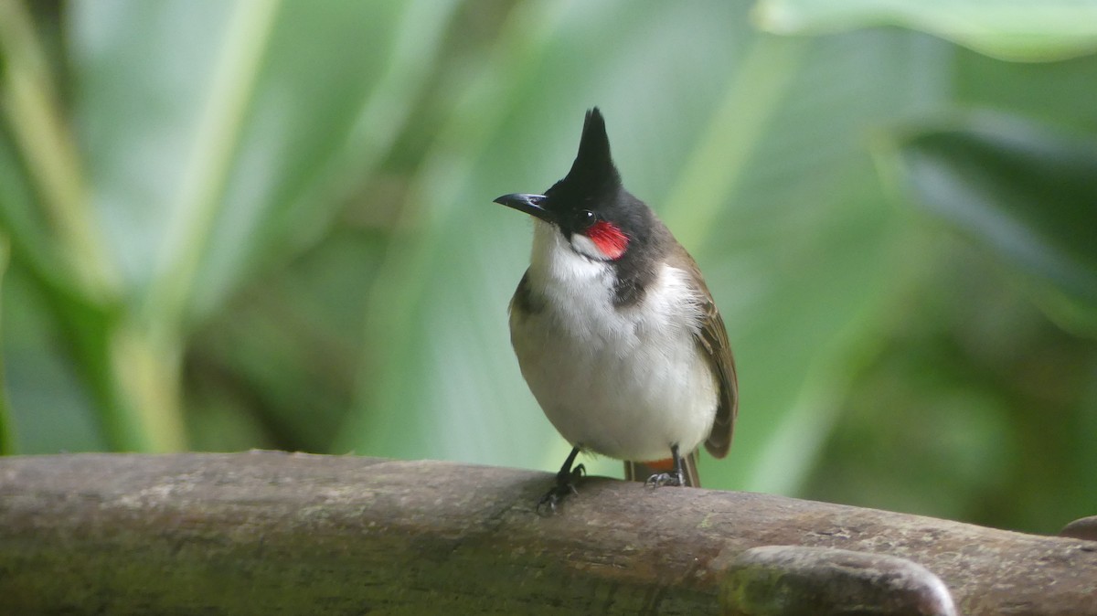 Bulbul orphée - ML640150561