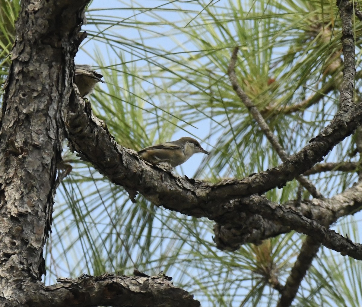 Brown-headed Nuthatch - ML640150566