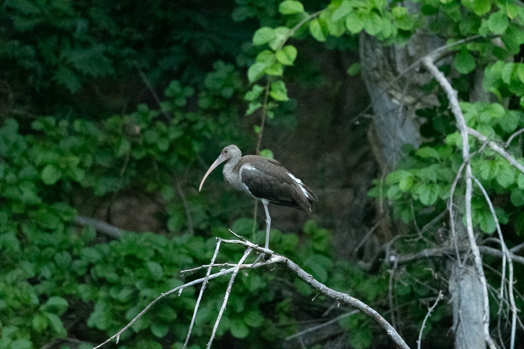 White Ibis - ML640150587