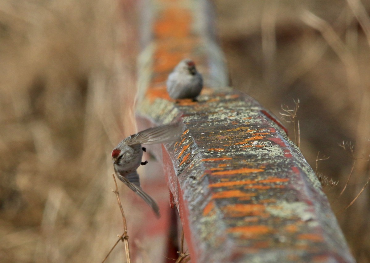 Redpoll (Hoary) - ML640150620