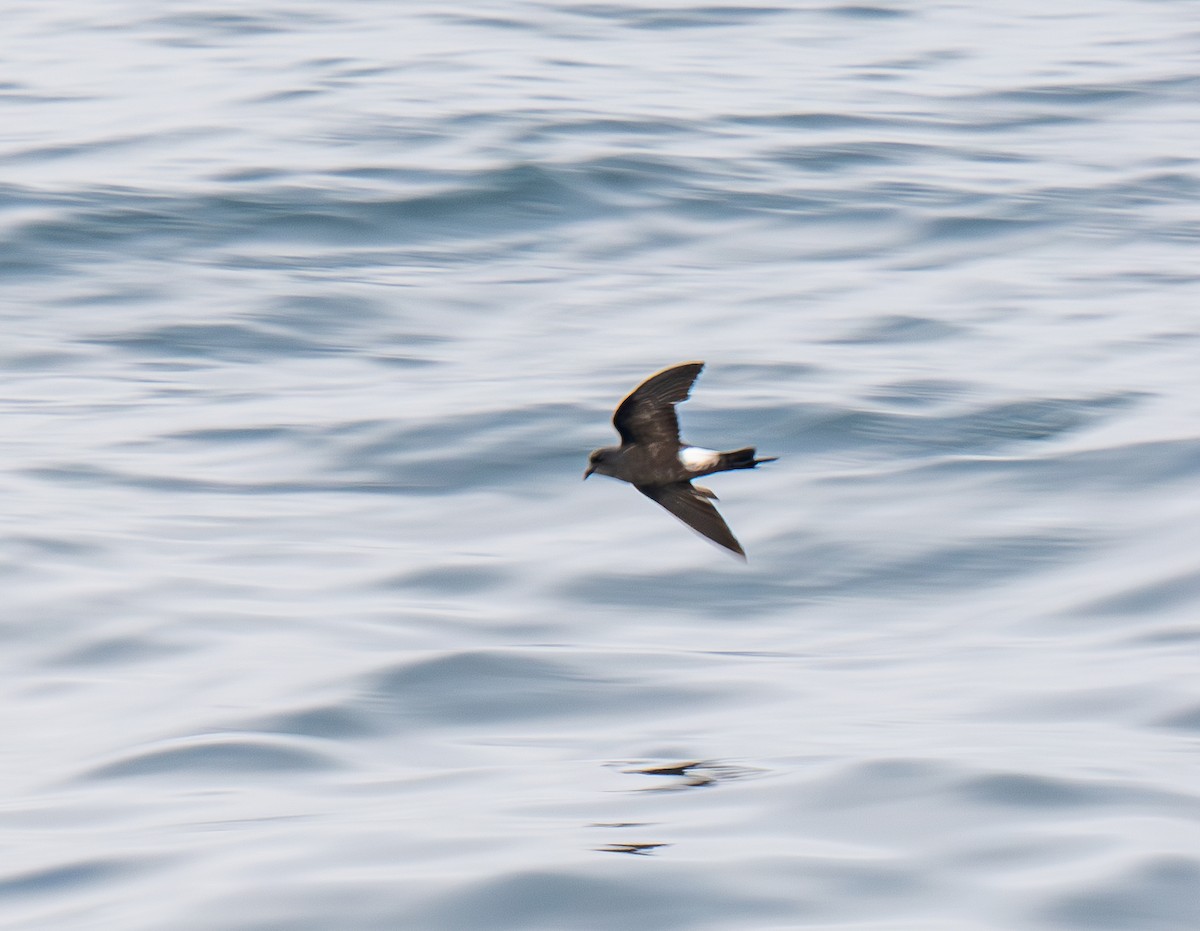 Wilson's Storm-Petrel - ML640150672