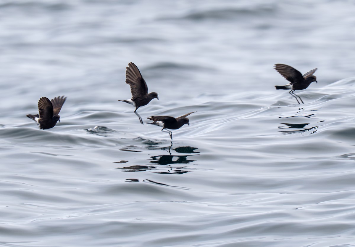Wilson's Storm-Petrel - ML640150673
