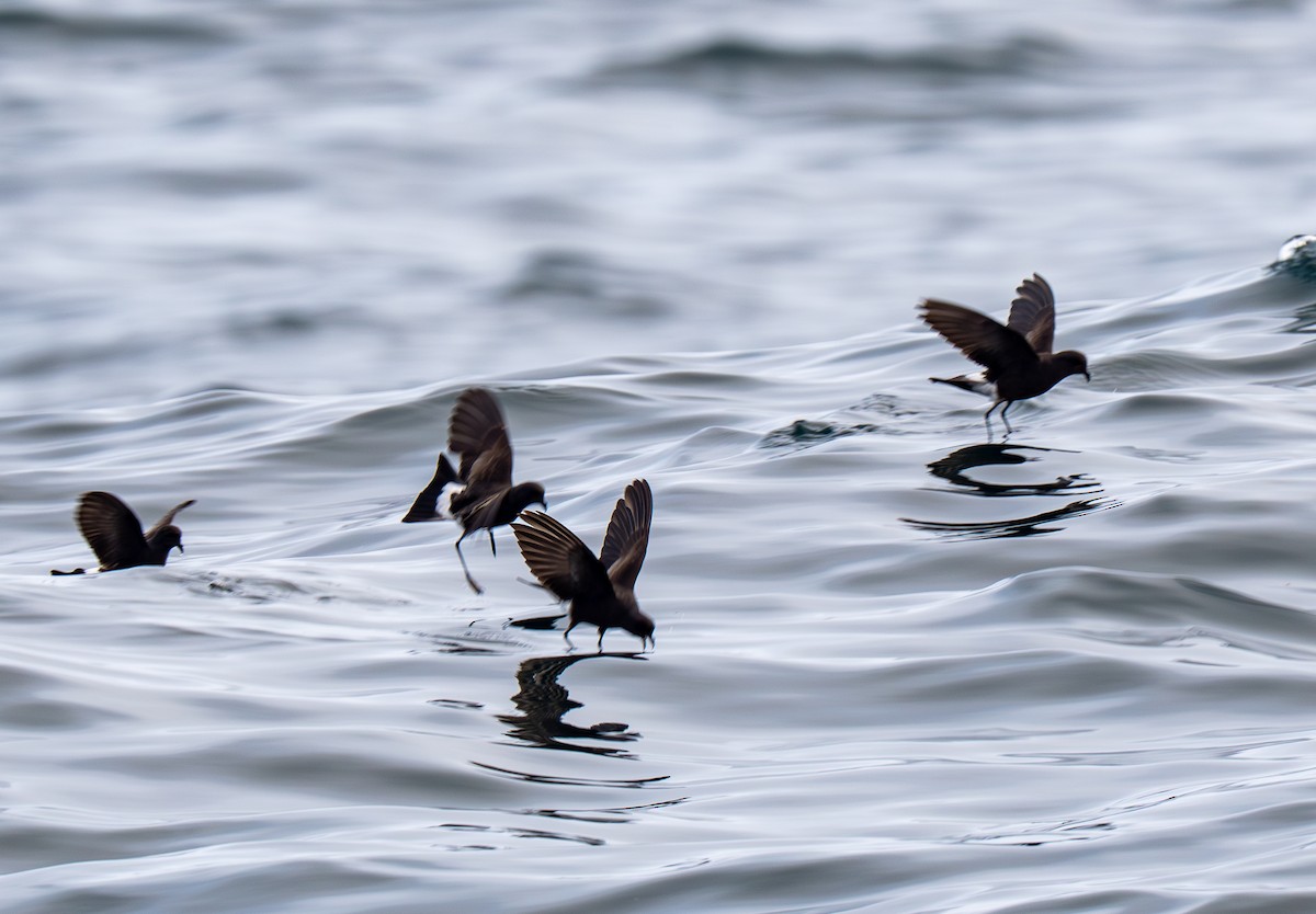Wilson's Storm-Petrel - ML640150675