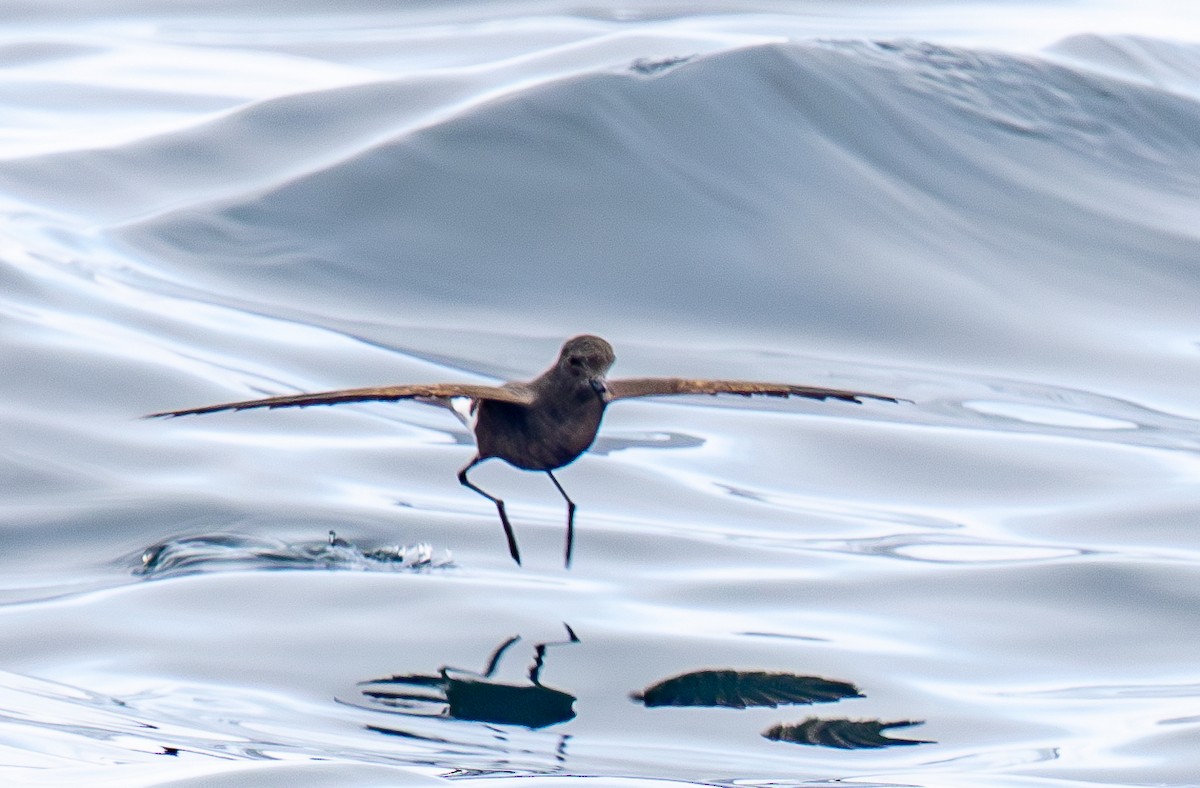 Wilson's Storm-Petrel - ML640150694