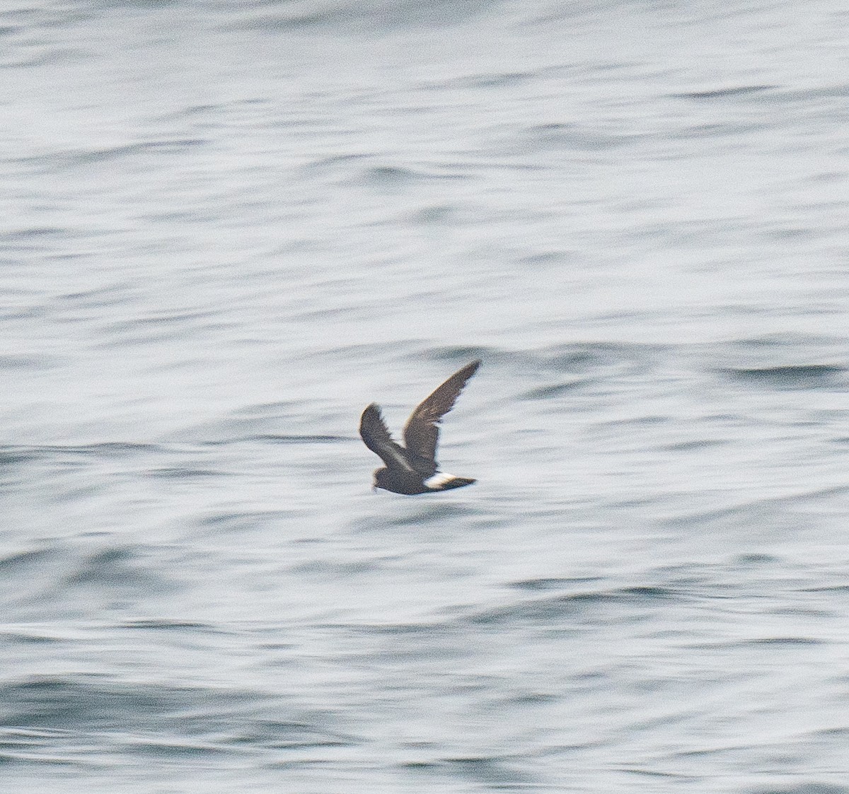 European Storm-Petrel - ML640150699