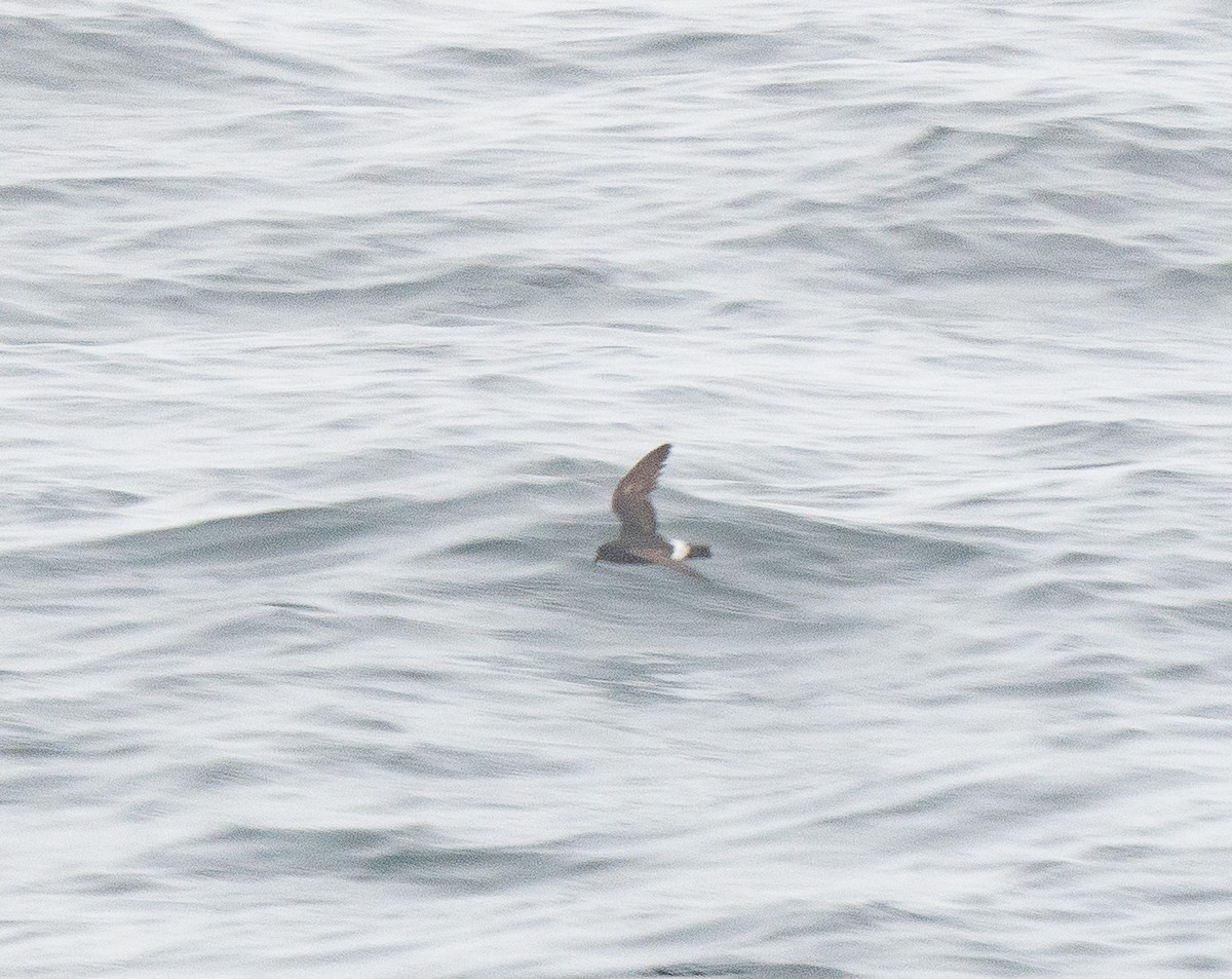 European Storm-Petrel - ML640150700