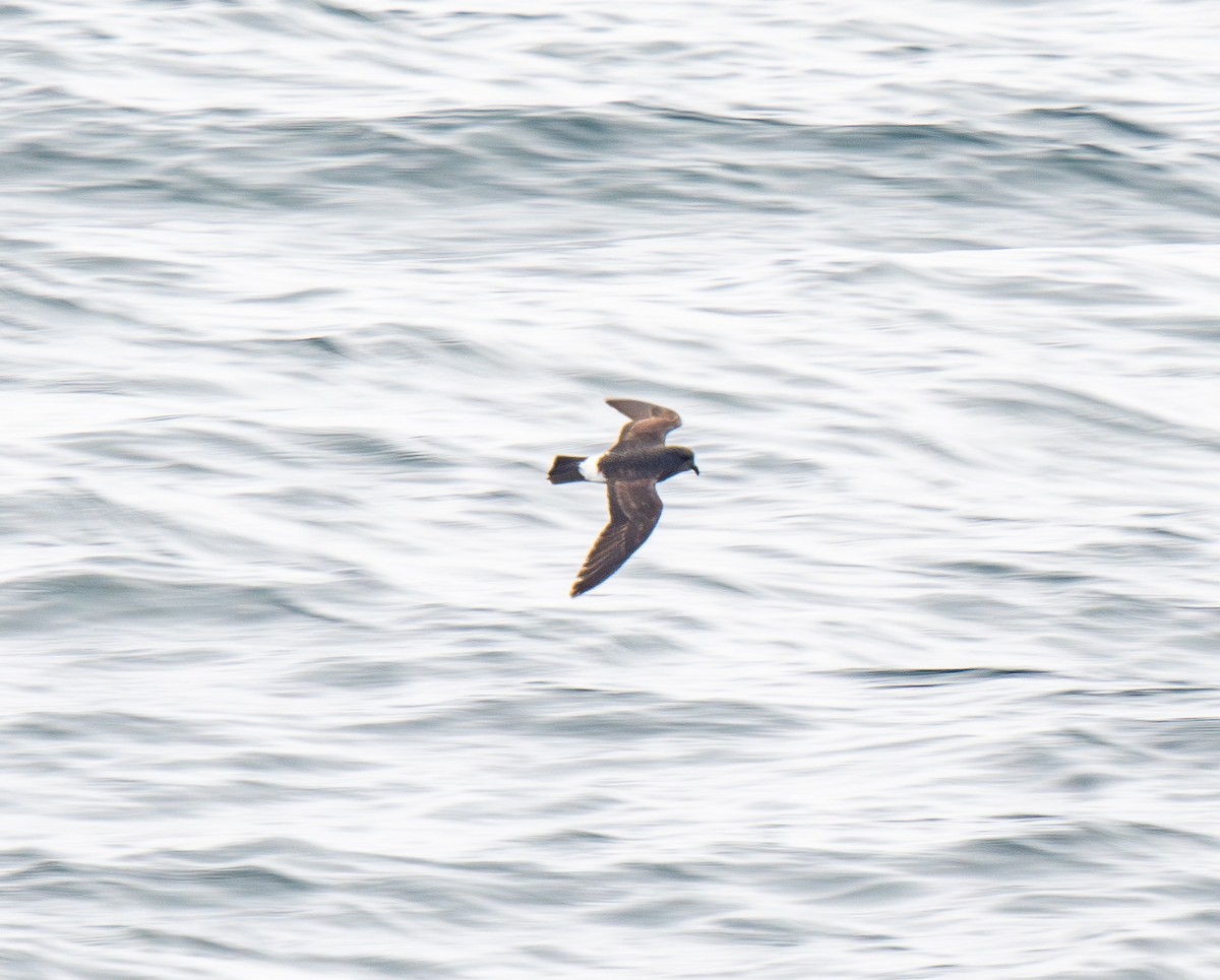 European Storm-Petrel - ML640150701