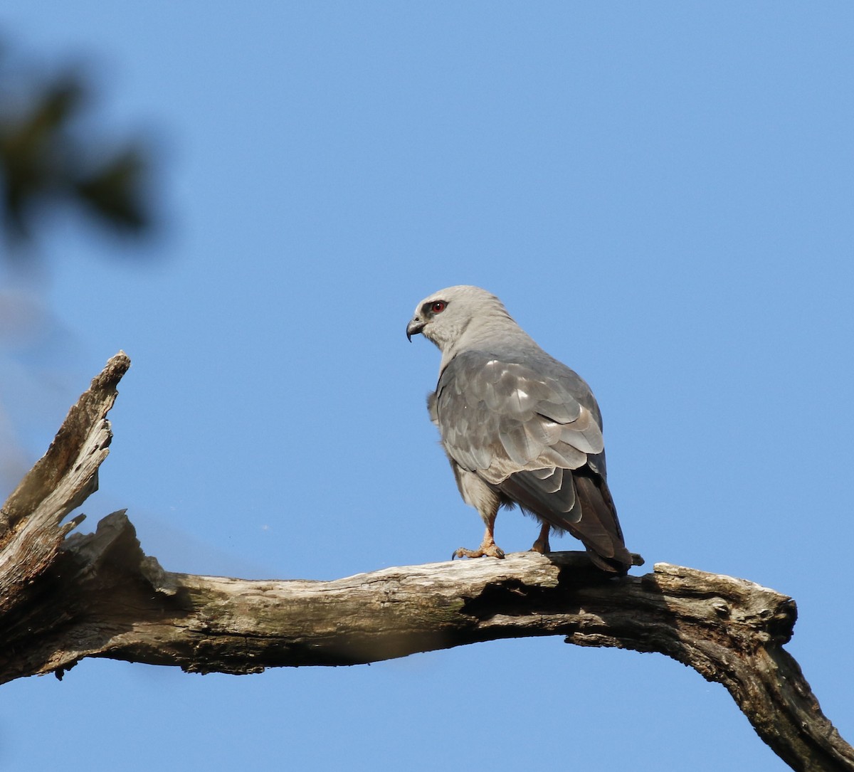 Mississippi Kite - ML640150705