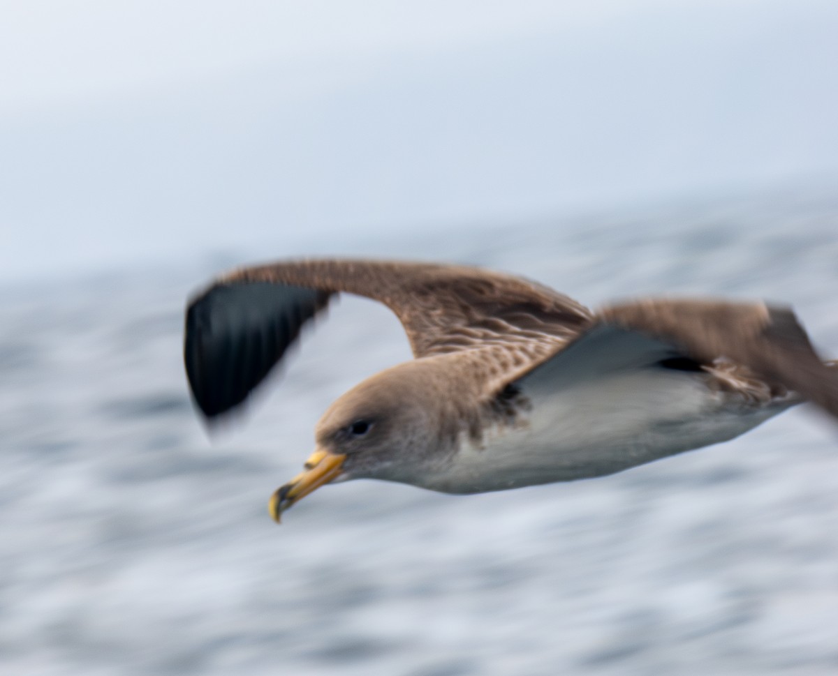 Cory's Shearwater - ML640150713