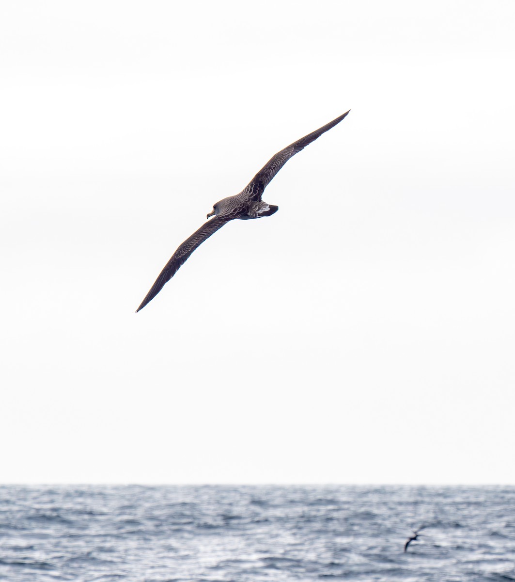 Cory's Shearwater - ML640150714