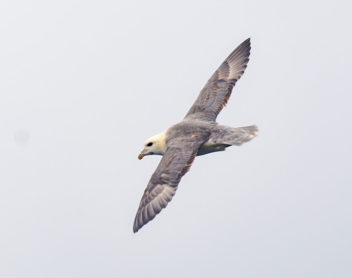 Northern Fulmar - ML640150745